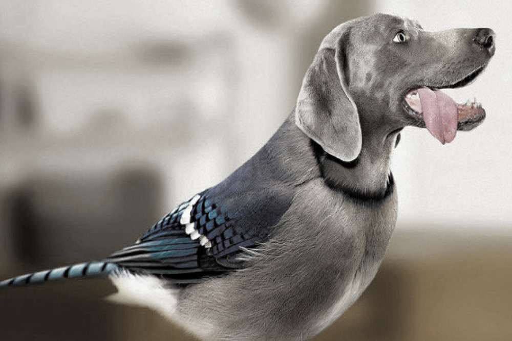 What Is a Bird Dog in Real Estate Definition and What They Do